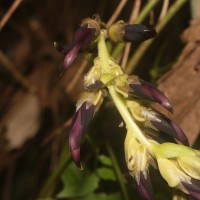 Mucuna bracteata DC. ex Kurz